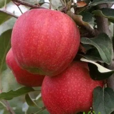 Яблоня ГАЛА ШНИГА в Горках