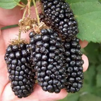 Ежевика ЛОХ НЕСС бесшипная  в Горках