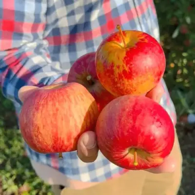 Яблоня КРАСАВИТА в Горках