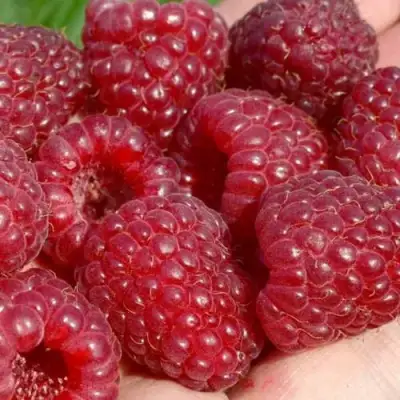 Малина ГИГАНТ РУБИНОВЫЙ в Горках