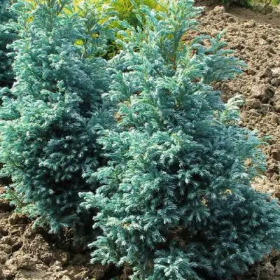 Кипарисовик БУЛЕВАРД горохоплодный в Горках