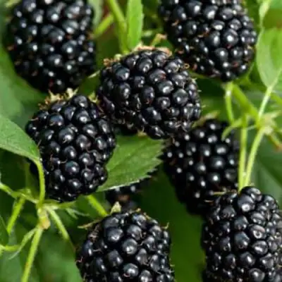 Ежевика КИТАНИНИ бесшипная  в Горках