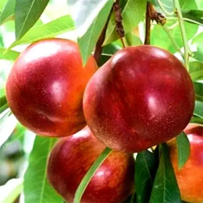 Нектарин СТАРК РЕД ГОЛД в Горках