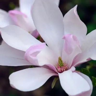 Магнолия ПИНКИ в Горках