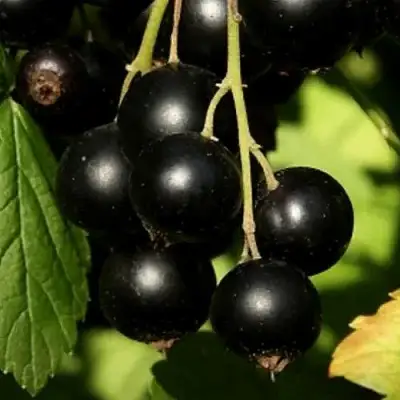 Смородина черная КЛУССОНОВСКАЯ в Горках