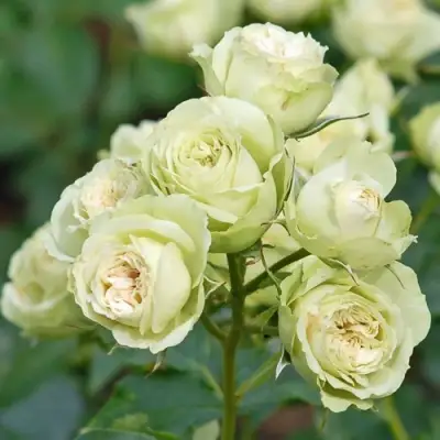 Роза ГРИН ДАЙМОНД миниатюрная в Горках