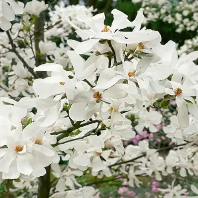 Магнолия ЛЕБНЕРА МЕРРИЛЛ в Горках