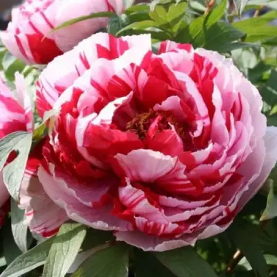 Пион РЕД ВИЗ ПИНК древовидный в Горках