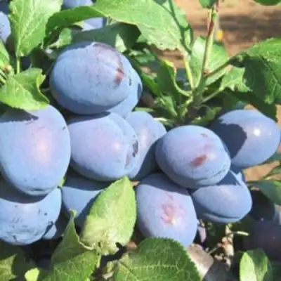 Слива ГИЛЬБЕРТ в Горках