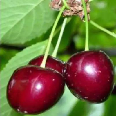 Черешня ВАСИЛИСА в Горках