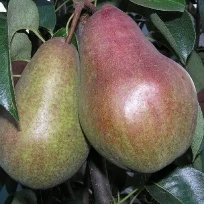 Груша БРЯНСКАЯ КРАСАВИЦА в Горках