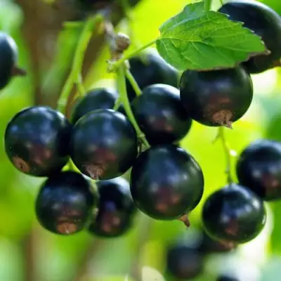 Смородина чёрная ВЕЛОЙ (ЛЕНИНГРАДСКАЯ СЛАДКАЯ) в Горках