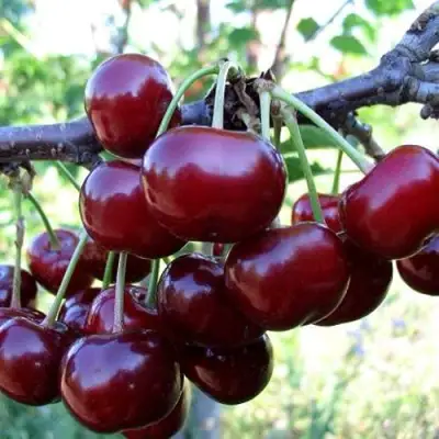 Дюк ЖИВИЦА (ЧЕРЕВИШНЯ) в Горках