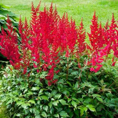 Астильба КОБЛЕНЦ японская в Горках