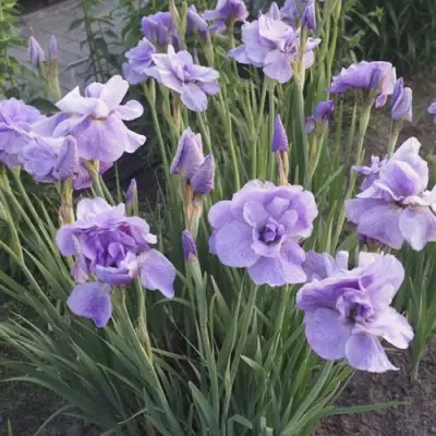 Ирис ИМПЕРИАЛ ОПАЛ сибирский в Горках