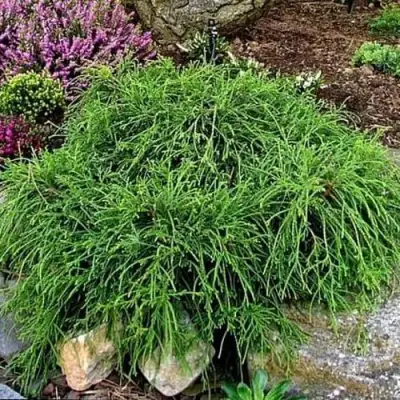 Кипарисовик ФИЛИФЕРА НАНА горохоплодный  в Горках