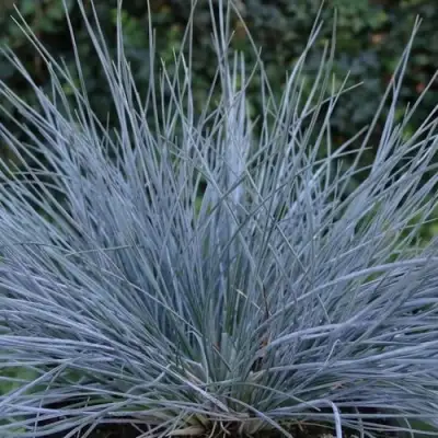 Овсяница АЙСФОГЕЛЬ сизая в Горках