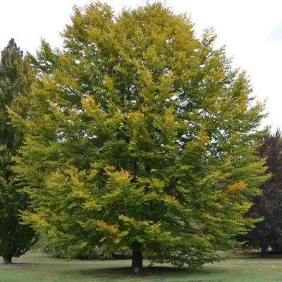 Бук лесной в Горках