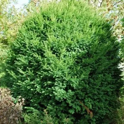 Тис РЕПАНДЕНС ягодный в Горках