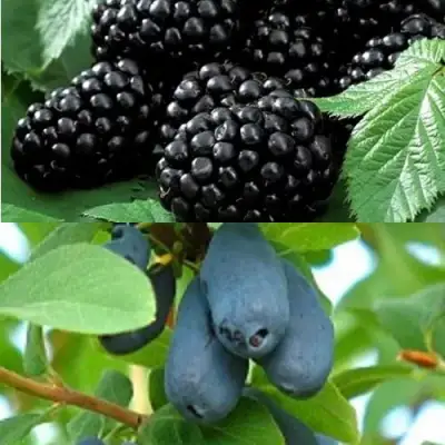 Комплект ЯГОДНЫЙ ДУЭТ в Горках