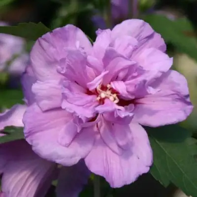 Гибискус АРДЕНС сирийский в Горках