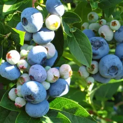 Голубика ДАРРОУ в Горках