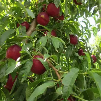 Нектарин ЭКСТРИМ БЬЮТИ в Горках