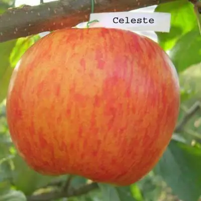 Яблоня ЦЕЛЕСТЕ в Горках