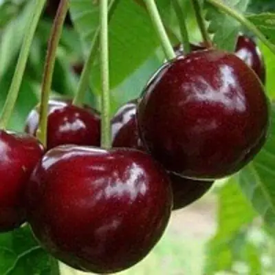 Вишня МИЛАВИЦА в Горках