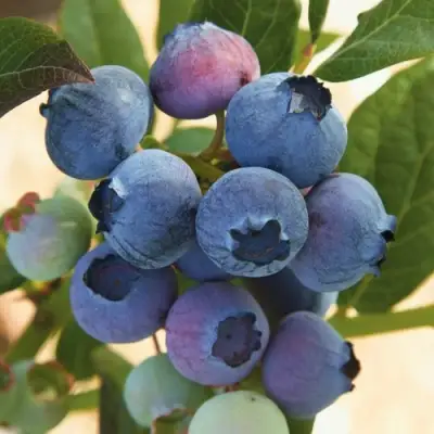 Голубика ОСОРНО в Горках