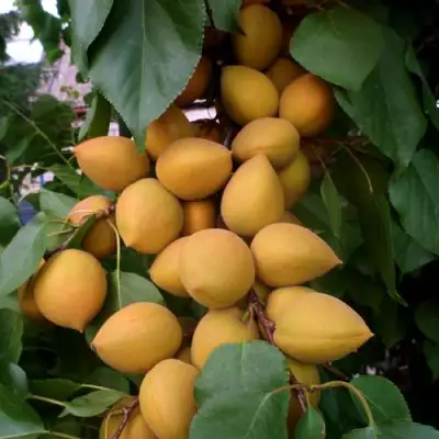 Абрикос МАНИТОБА в Горках