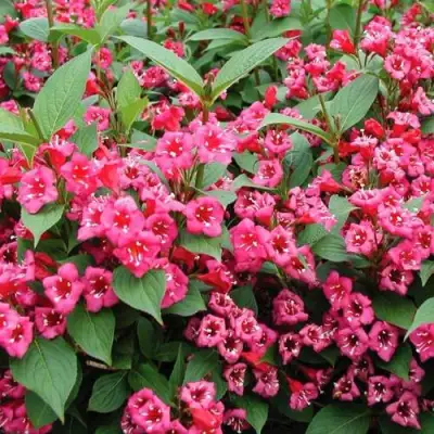 Вейгела БРИСТОЛЬ РУБИ в Горках