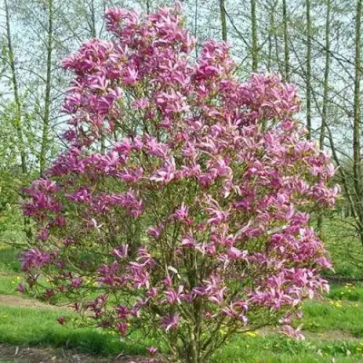 Магнолия СЬЮЗАН в Горках