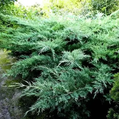 Можжевельник ПФИТЦЕРИАНА ГЛАУКА  средний в Горках