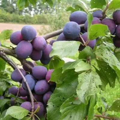 Слива ПЕРДРИГОН в Горках