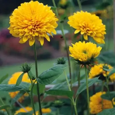 Подсолнечник СОЛЕЙЛ ДЕ ОР в Горках