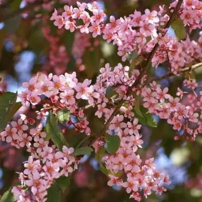 Черемуха КОЛОРАТА в Горках