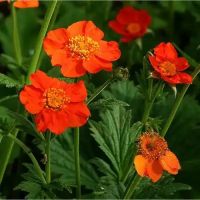 Гравилат БОРИСА в Горках