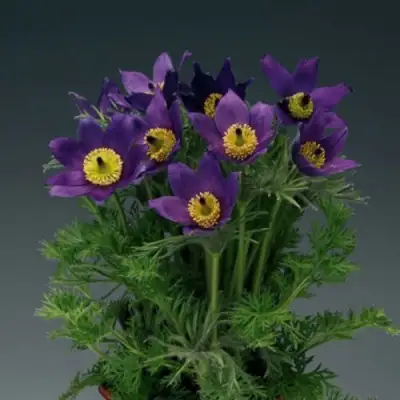 Прострел ПИНВИЛ БЛЮ ШЕЙДЕС в Горках