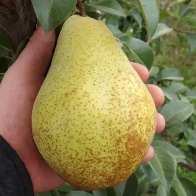 Груша ГЕНЕРАЛ ЛЕКЛЕРК в Горках