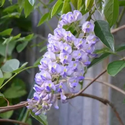 Глициния макростахия БЛЮ МУН в Горках