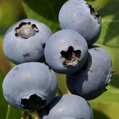 Голубика ЧАНДЛЕР в Горках