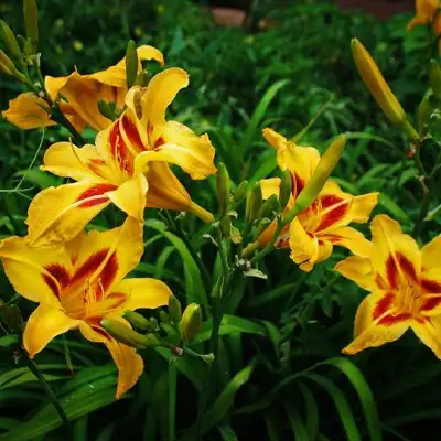 Лилейник БОНАНЗА гибридный в Горках