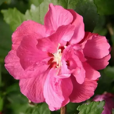 Гибискус ДЮК ДЕ БРАБАНТ сирийский  в Горках