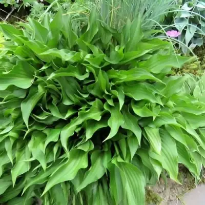 Хоста ГАРРИ ВАН ТРИЕР в Горках