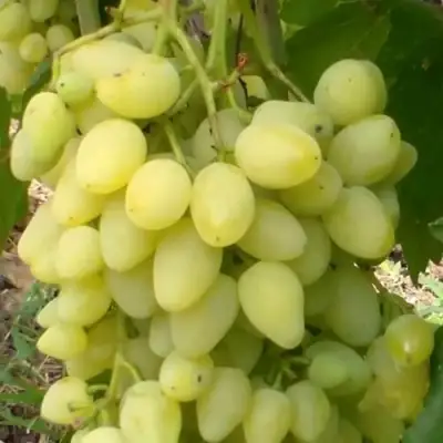 виноград зарница