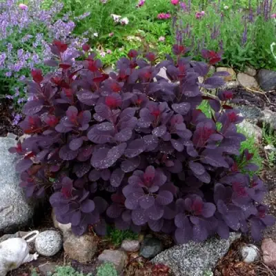 Скумпия РОЯЛ ПЕРПЛ кожевенная в Горках