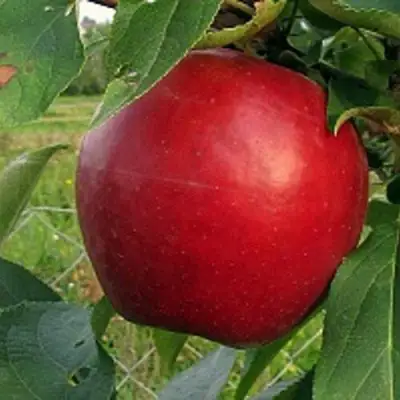 Яблоня РЕДФРИ в Горках