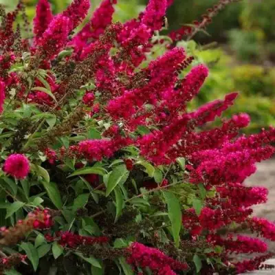 Буддлея давида РОЯЛ РЕД в Горках