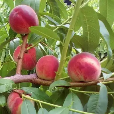 Персик КИЕВСКИЙ РАННИЙ в Горках